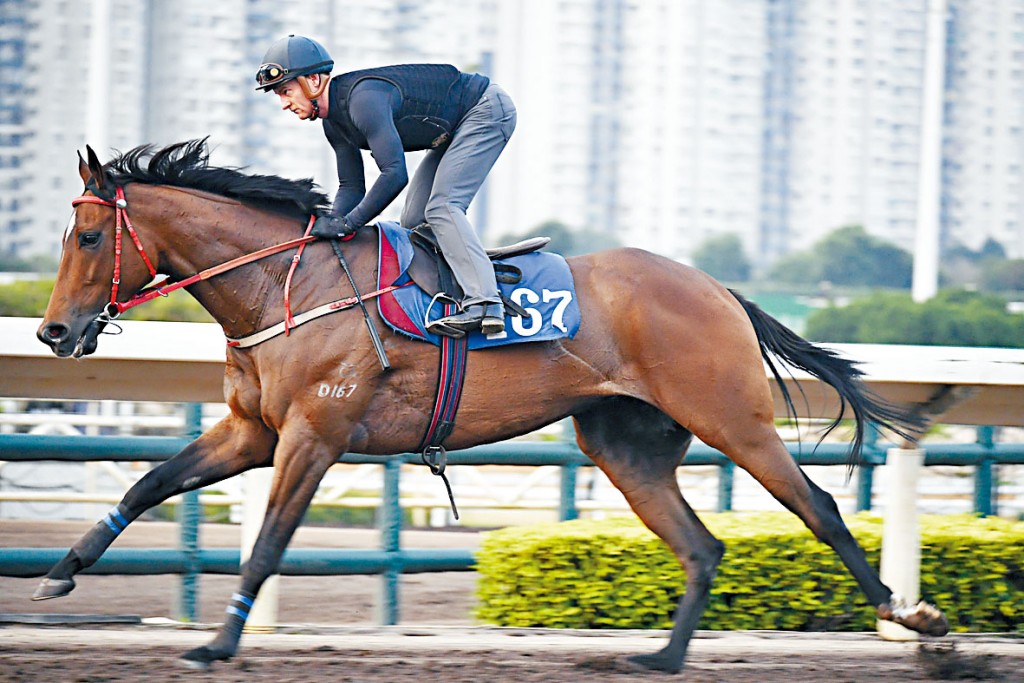 「善傳萬里」近日出試時出腳步挺有力，狀態一直見好。 