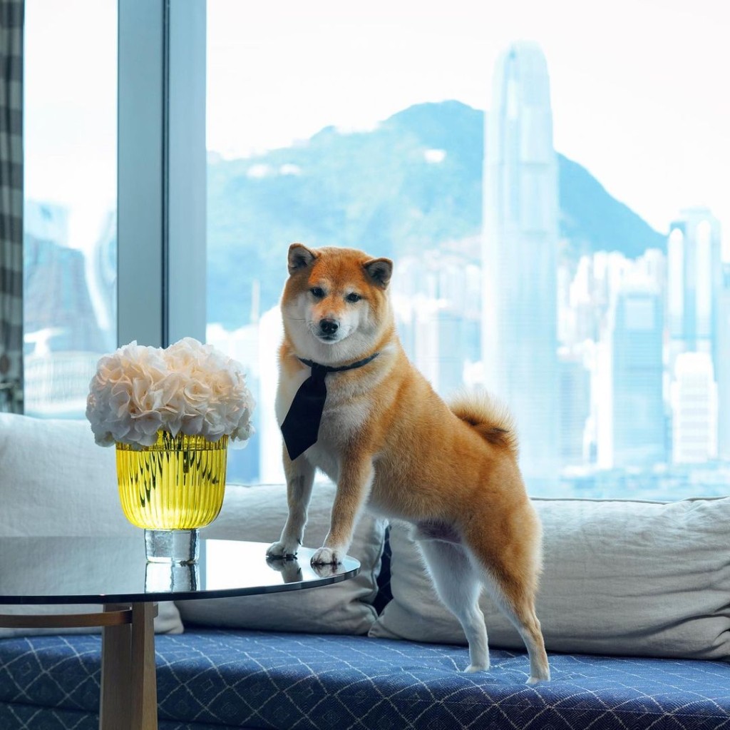 波子其實是香港狗狗。