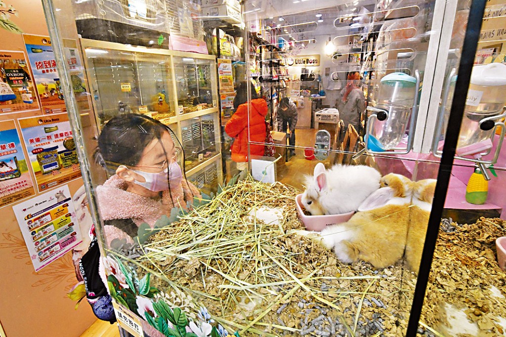 寵物店如常營業，女童駐足觀賞小動物。