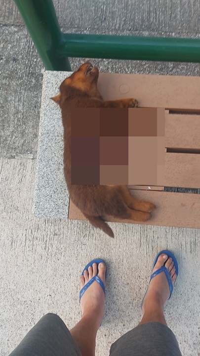 遇害幼犬腹部疑被劏开，内脏不知所踪。Man Lau facebook图片