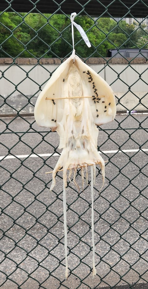 鱿鱼被竹签撑开身体与触须部分。网上截图