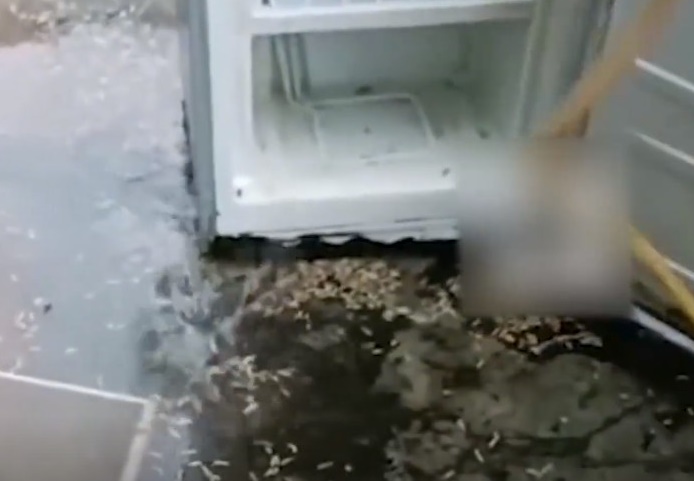 雪櫃洗出逾百蛆蟲。