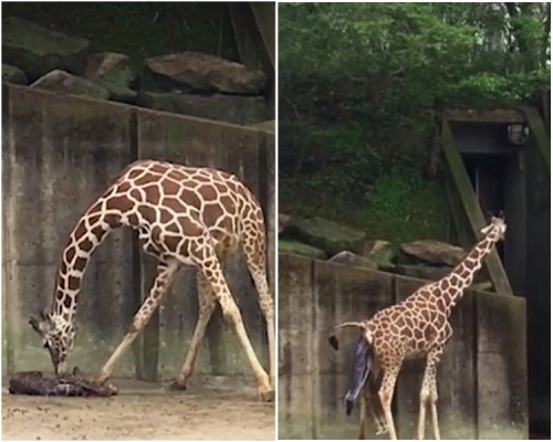 今次是这头母鹿的第一胎。网图