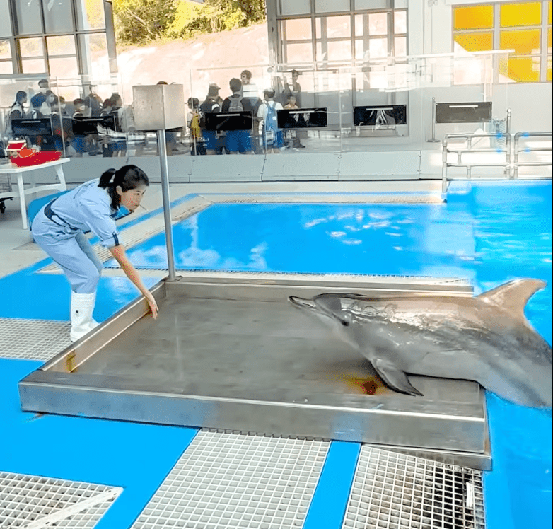 海洋公園印度太平洋樽鼻海豚Rita病逝。海洋公園影片截圖 海洋公園印度太平洋樽鼻海豚Rita病逝。海洋公園影片截圖