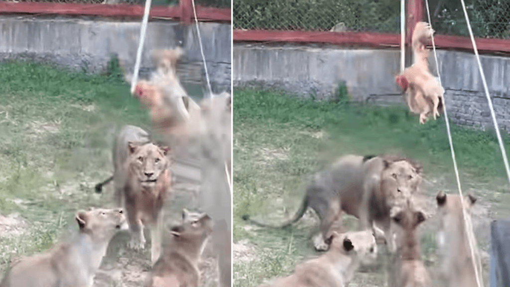 福建動物園活雞餵猛獸被指血腥，網民斥如同「娛樂玩具」。《澎湃新聞》