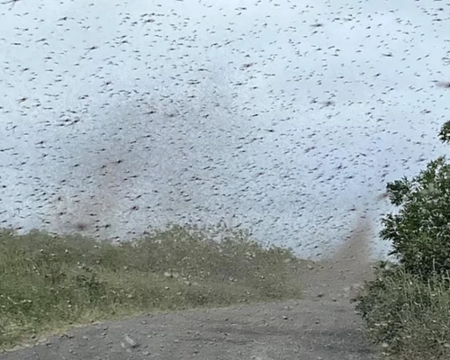 俄羅斯堪察加半島數以百萬計蚊子飛舞，如同龍捲風一樣。影片截圖