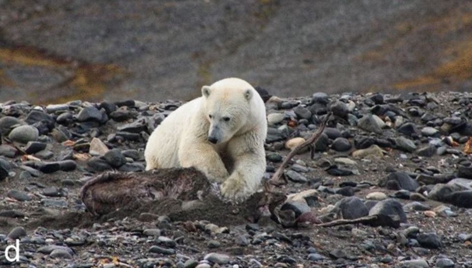 北極熊確保獵物死亡後,才慢慢撕肉享用。網圖