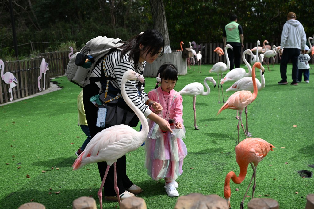 和火烈鳥近距離相處，記得不要隨意撫摸動物。（圖片來源：《親子王》）
