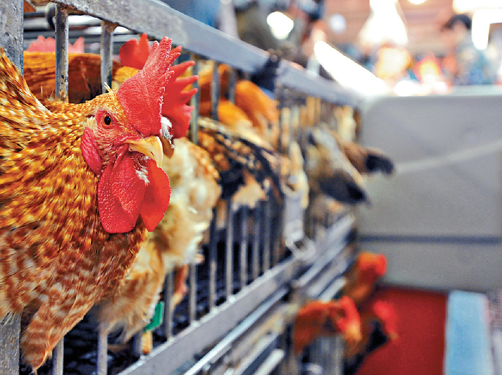 ■全球多地频现人类感染禽流感，令人关注。
