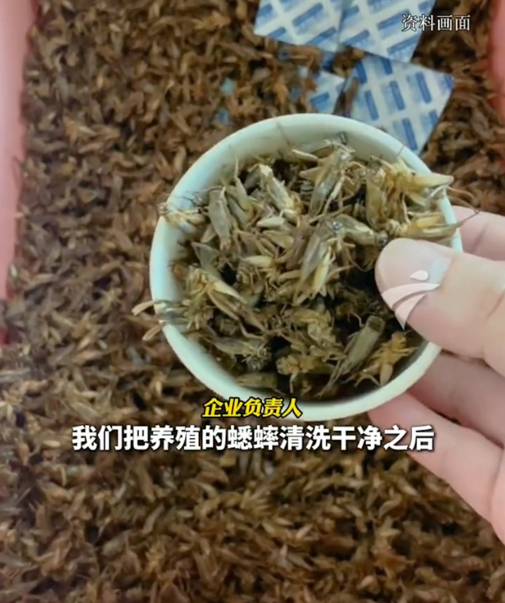 內地湧現各種奇葩口味月餅。圖為蟋蟀月餅的原材料。廣州日報