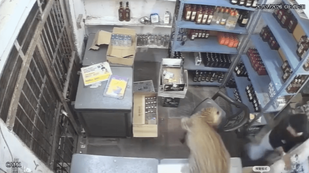 花豹从店舖门橱跳进袭击男店员。