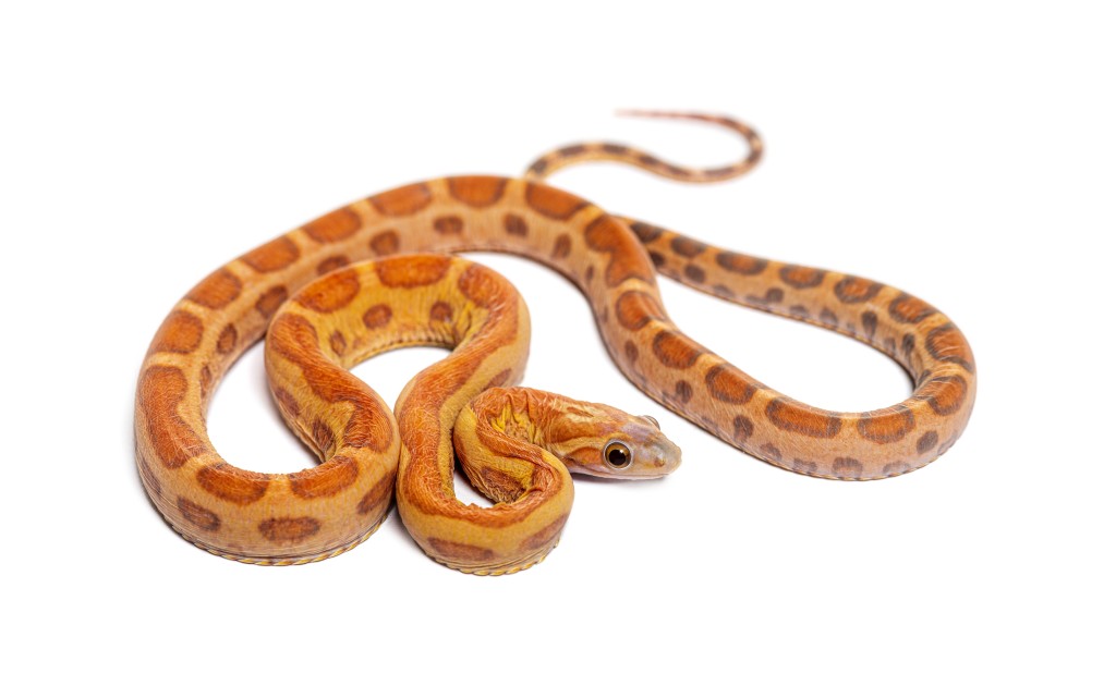 人工飼育環境下，粟米蛇(玉米蛇)最長可存活23年。(iStock圖片)