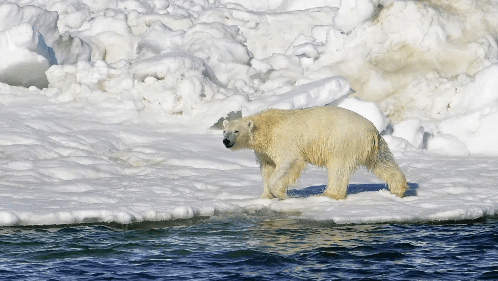 美国阿拉斯一只北极熊闯入社区狂追村民，一名年轻妇人及她的1岁儿子遇袭丧生。AP