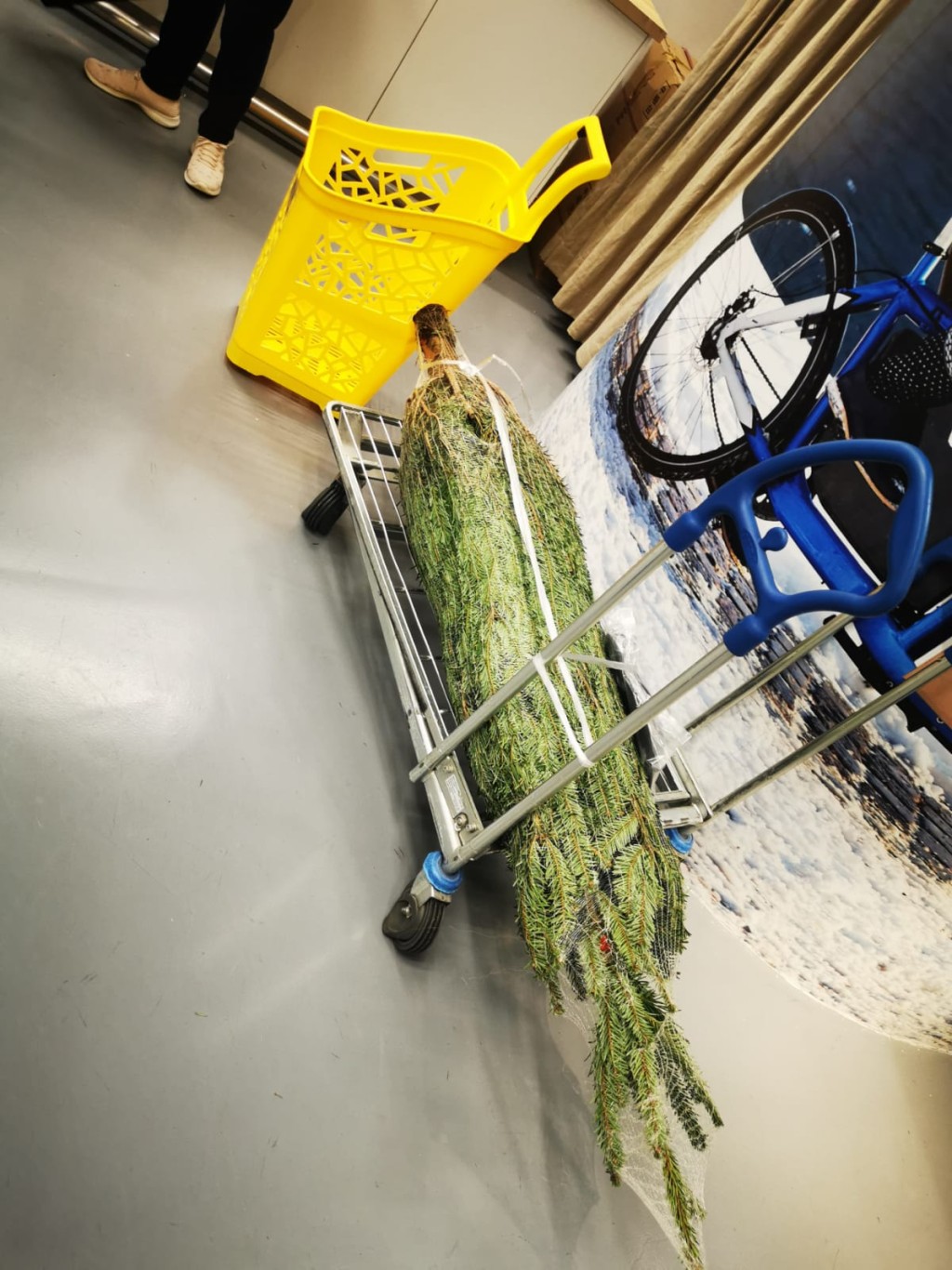 九龍灣IKEA分店現搶購真聖誕樹熱潮。(讀者提供)