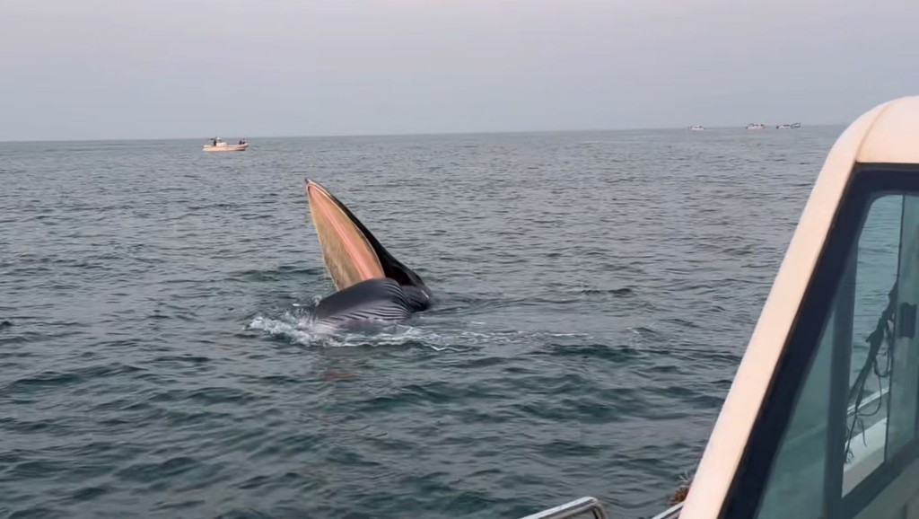 广西涠洲岛游客极近距离观鲸，导致鲸鱼周身伤痕。小红书＠Venus