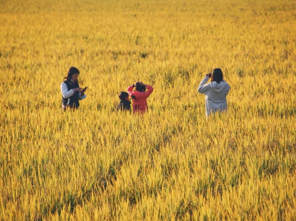 广州镇湖村是著名的华侨之乡，秋天稻田一片金黄。(图片来源：王林之)
