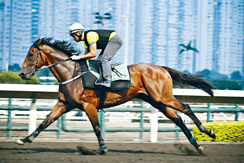 「周遊列國」昨日試來神采奕奕，朝氣勃勃，狀態弗到漏油。 