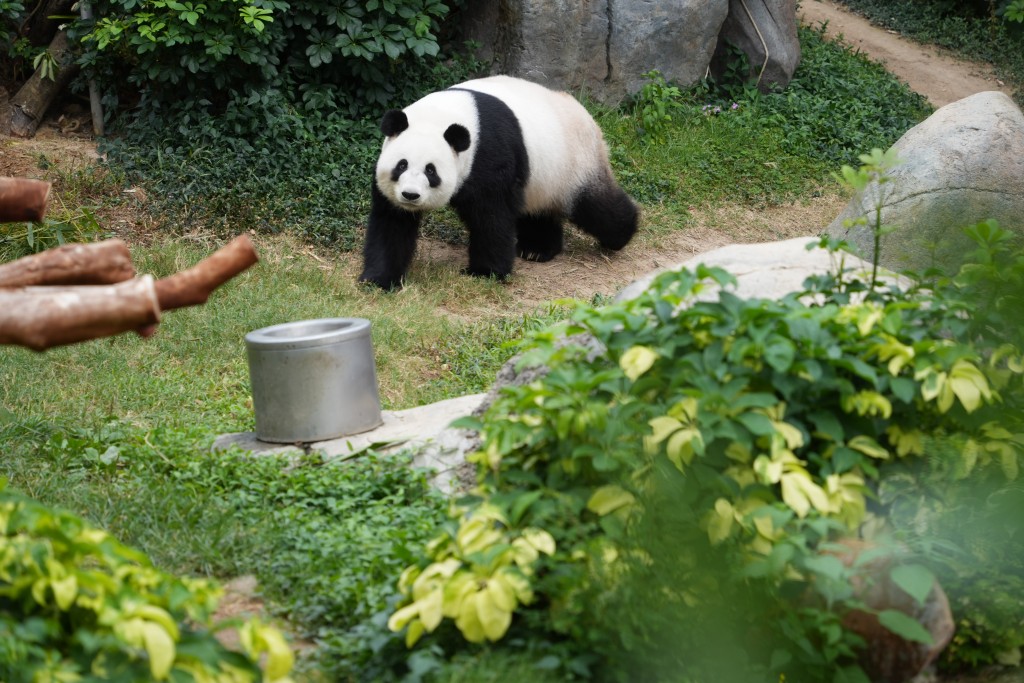 李家超指，一對大熊貓數月後將會來到香港（圖為盈盈、樂樂）。吳艷玲攝