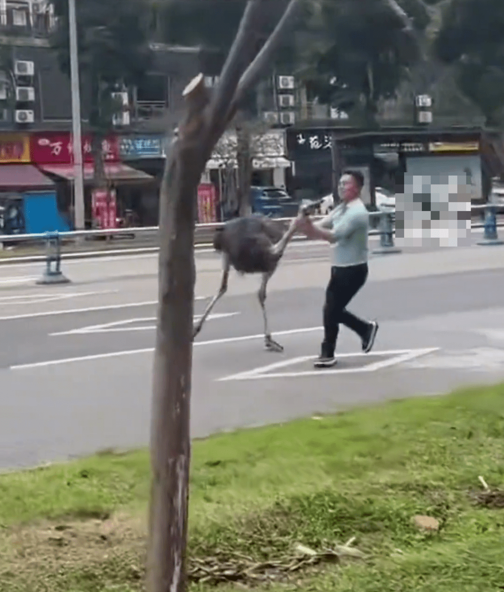 「越獄」鴕鳥被抓起來。 「越獄」鴕鳥被抓起來。