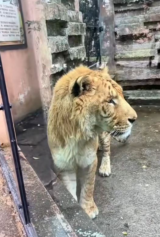 寧波野生動物園的獅虎獸被指「皮包骨」，引起外界關注其健康。