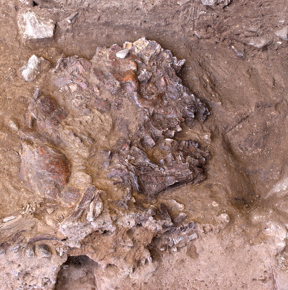 古人类头骨Shanidar Z发现时已被压扁。 剑桥大学图片