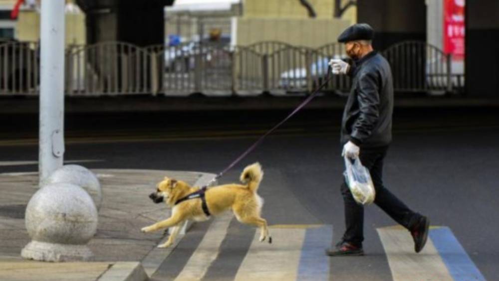 內地遛狗不拴繩傷人，最高拘10天罰1千，明年實施。 中新社