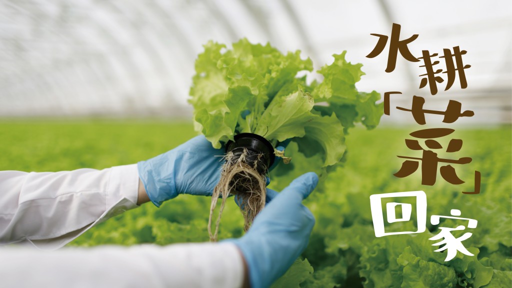 水耕「菜」回家｜水耕「DIY」之樂 - 潘道明