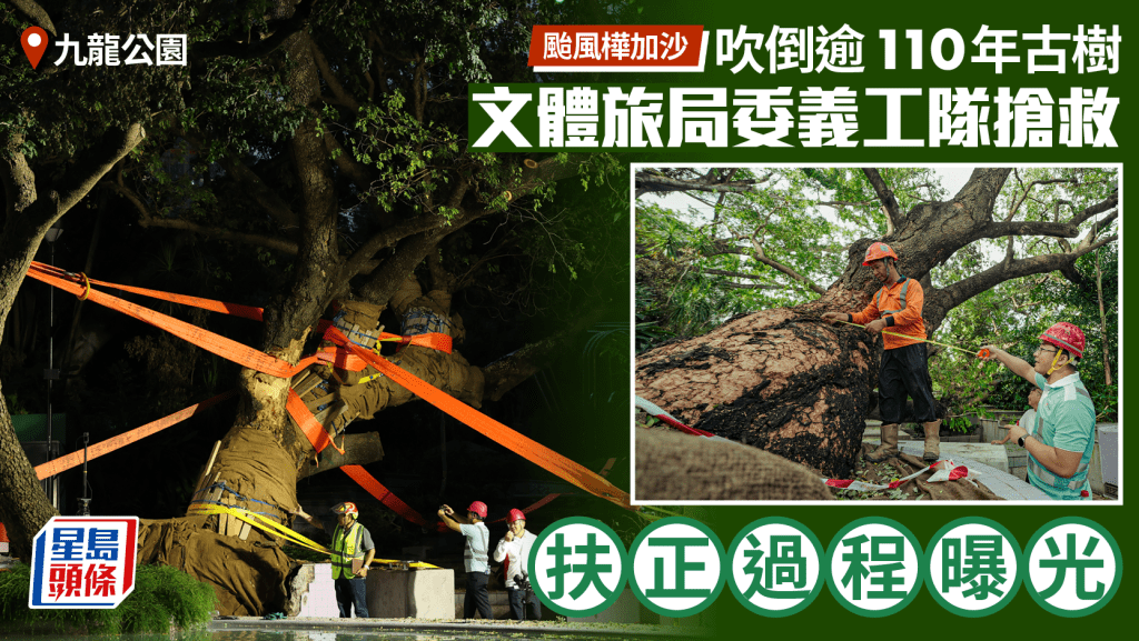 颱風樺加沙︱九龍公園逾110歲古樹倒塌 當局晚上成功搶救 扶正近90度交康文署護養
