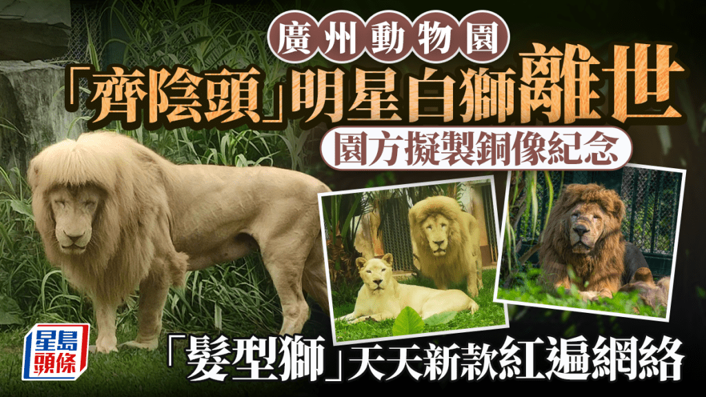 廣州動物園｜「齊陰頭」明星白獅「阿杭」離世 園方擬委託藝術家製銅像