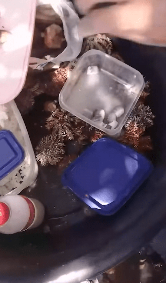 阿米特享用野生海鮮，期間疑不慎食用了含劇毒的「惡魔蟹」。fb@Emma Amit