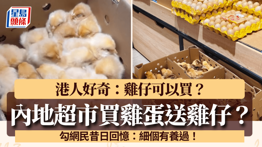 內地超市買雞蛋送雞仔？港人感慨「50年前香港試過」 勾網民昔日回憶：細個有養過！