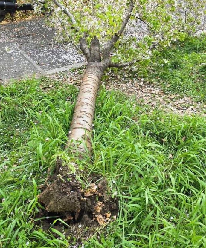 整棵树连根拔起。大风新闻