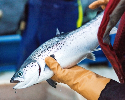 Grieg Seafood每年向全球供應超過2.5萬噸三文魚。資料圖片