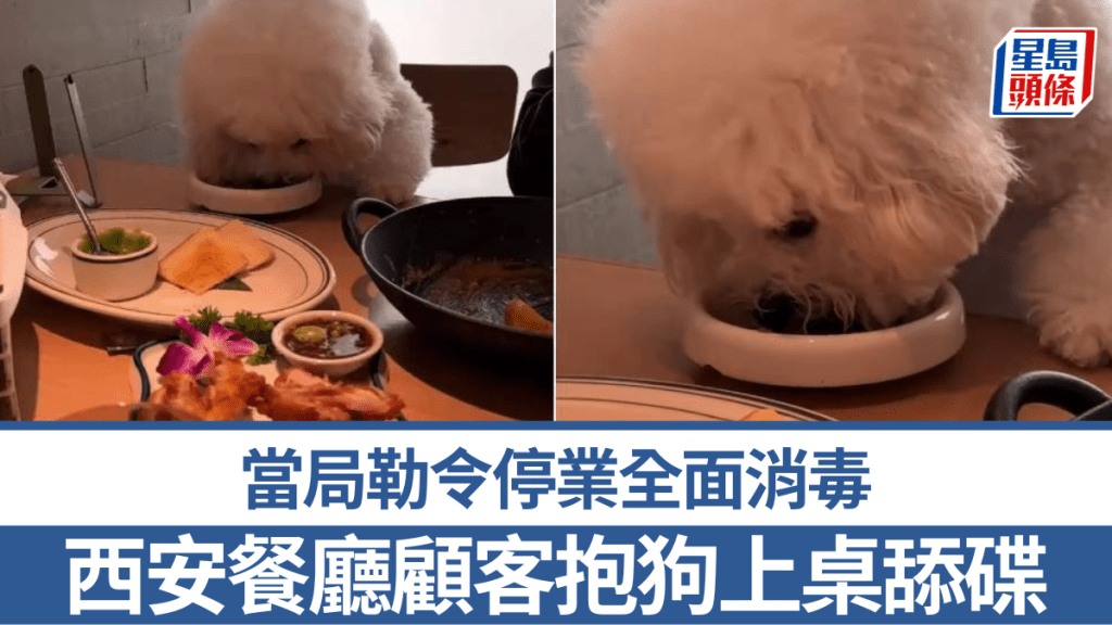 西安餐厅顾客抱狗上桌舔餐碟。