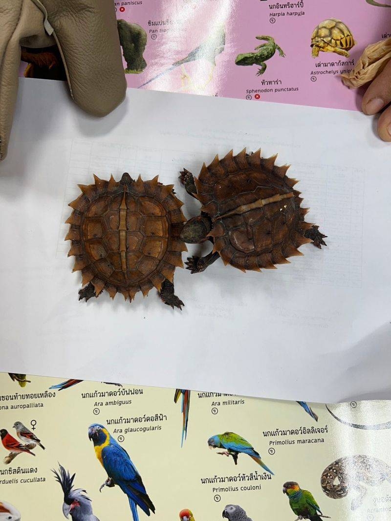 泰國海關查獲2隻懶猴、1隻松鼠、3隻水獺及2隻亞洲刺龜，共計8隻活體動物。 泰國國家公園、野生動植物保護部