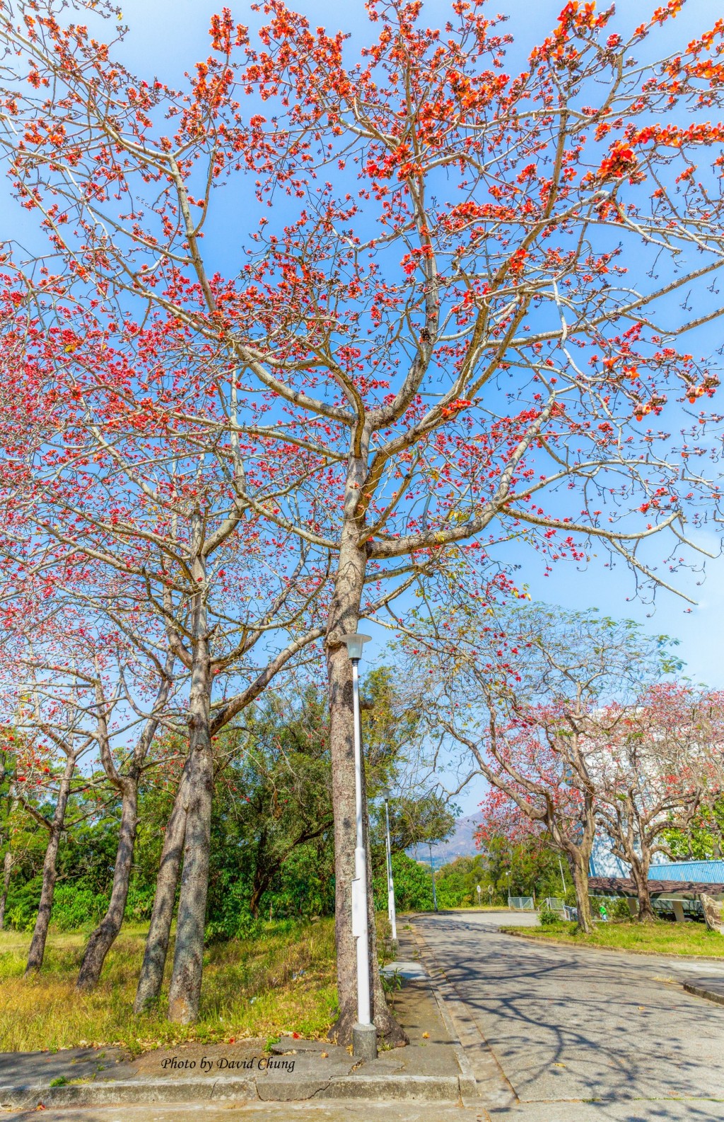 木棉又名红棉树、英雄树。图片授权David Chung