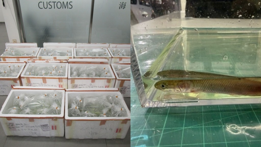 港珠澳大橋北上貨車藏逾千條瀕危巨骨舌魚 26歲司機被拘控