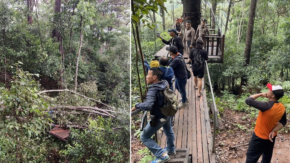 泰国清迈塌树压中吊桥。 Khaosod