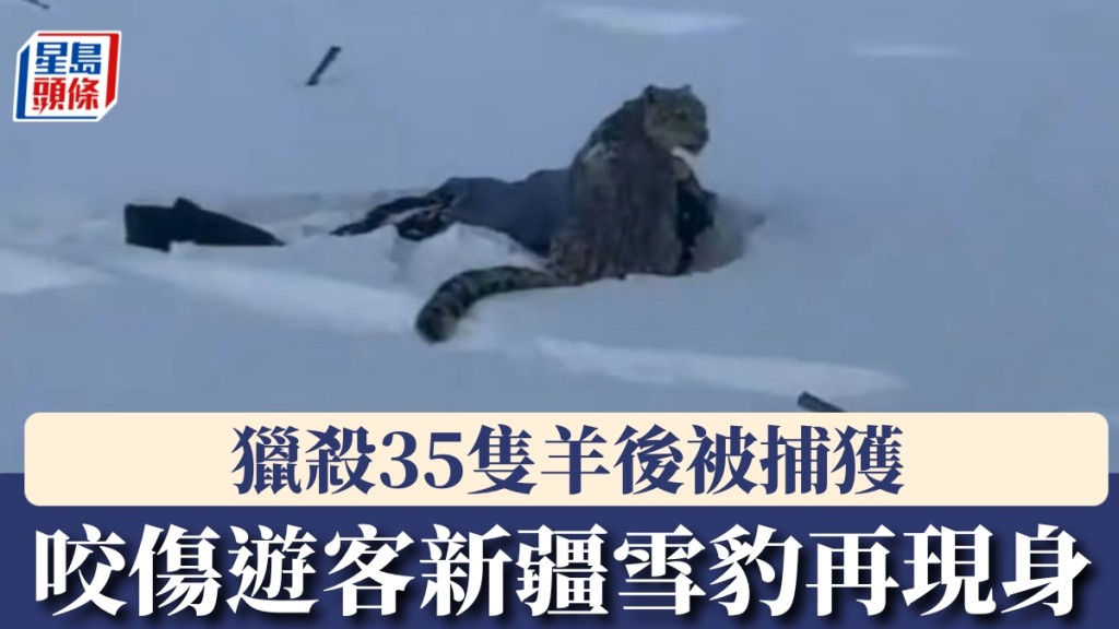 新疆雪豹咬傷遊客後再現身，獵殺35隻羊被捕獲。