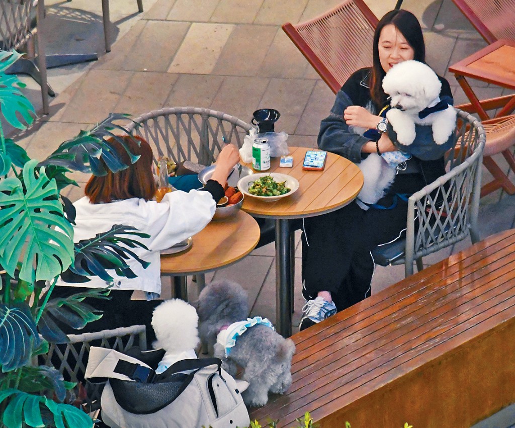 政府擬修例容許狗隻進入獲批准食肆。