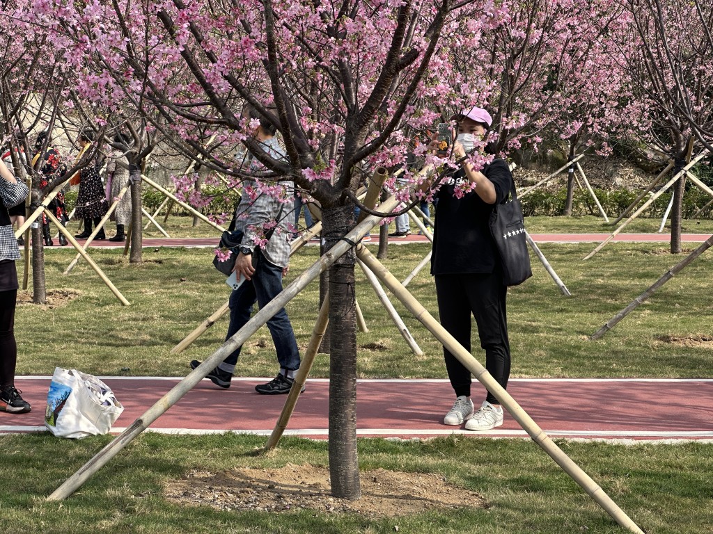 樱花树下是观赏的市民。梁国峰摄