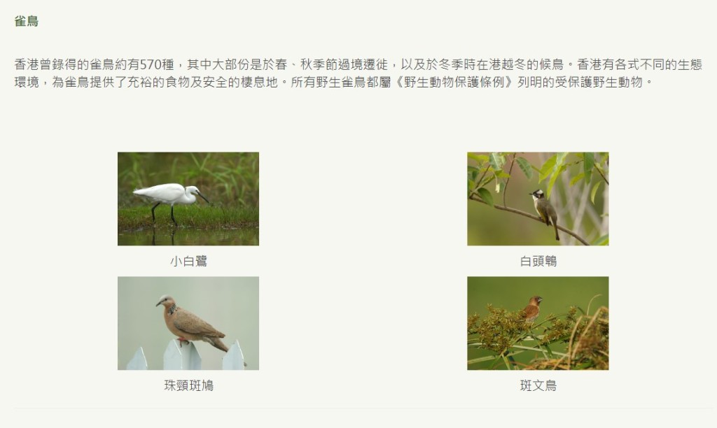 所有野生雀鳥都屬《野生動物保護條例》列明的受保護野生動物。網上截圖