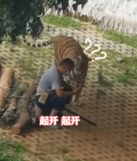 男子在樹下低頭玩手機。網圖
