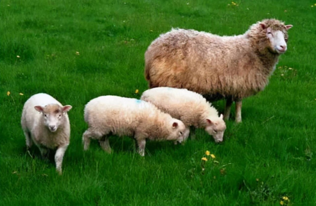 多莉其後與一隻威爾斯山羊交配，產下6頭羔羊。網上圖片