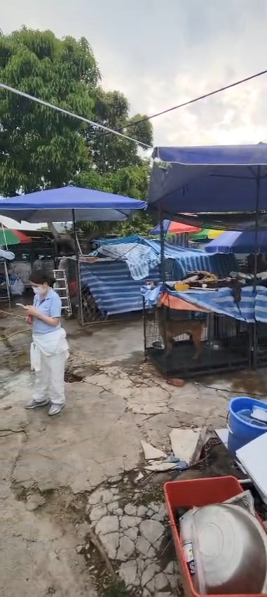 漁護署職員穿著保護衣及手套出入狗場。動物福利關注聯盟召集人劉鎮海提供