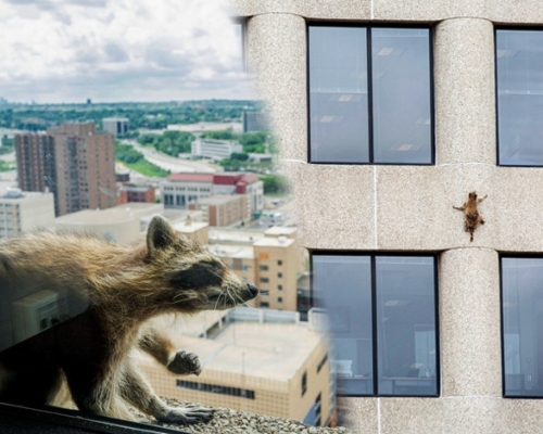 小浣熊徒手爬上25层高大厦，一夜成名。美联社