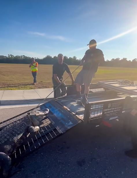 鱷魚最終被帶離現場。Facebook