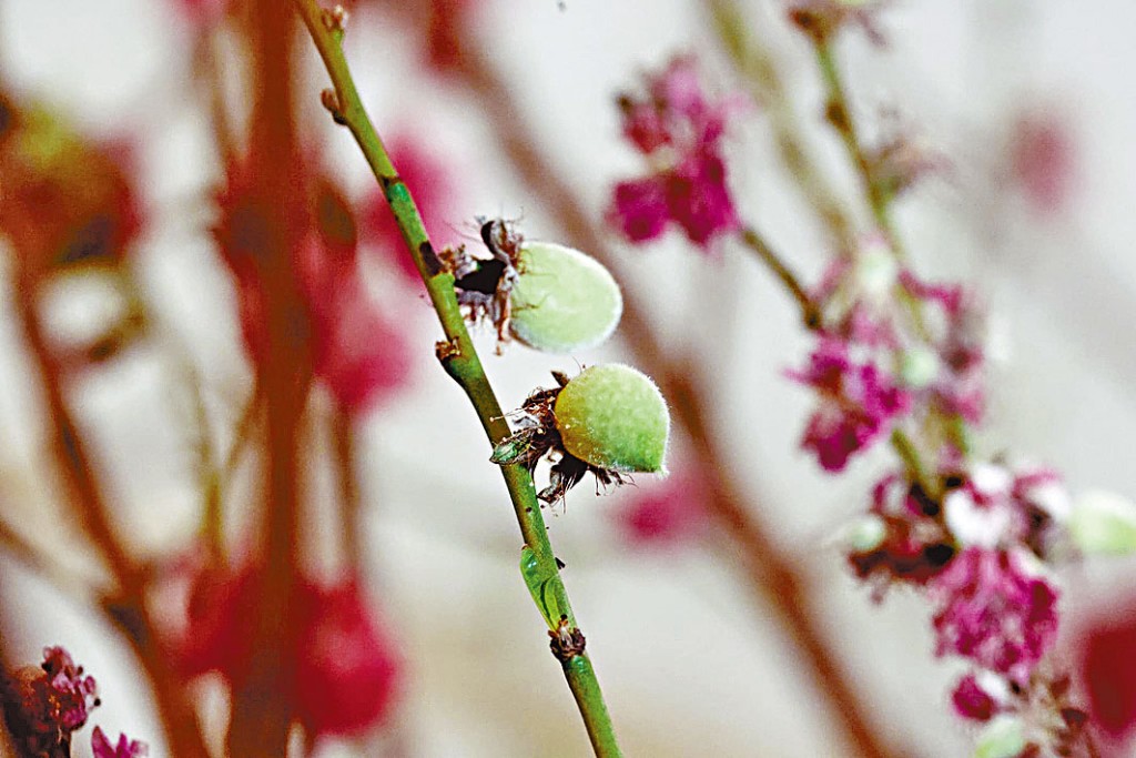 特首李家超在網上發文，指禮賓府內的桃花結出果實。