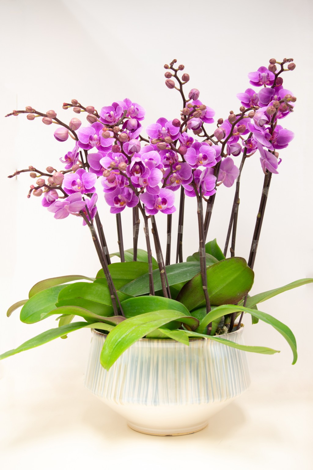 圖示常檢獲的蘭花。