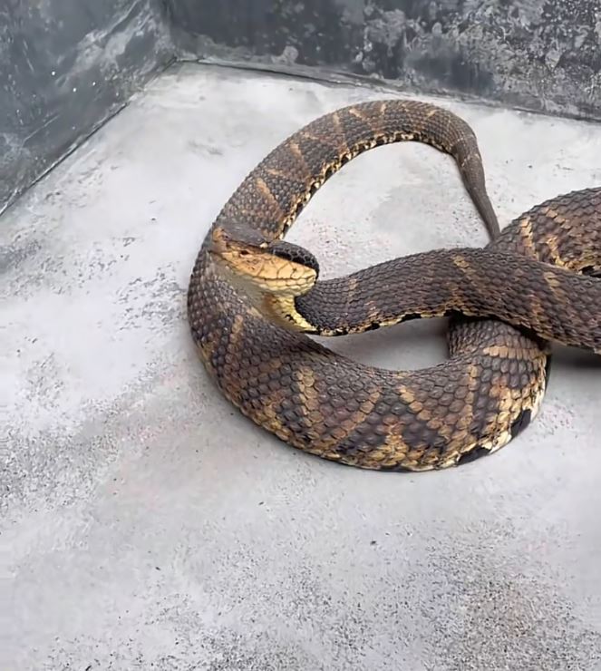 桂林女蛇王自小與蛇為伴，現在養6萬毒蛇，年入百萬元。抖音